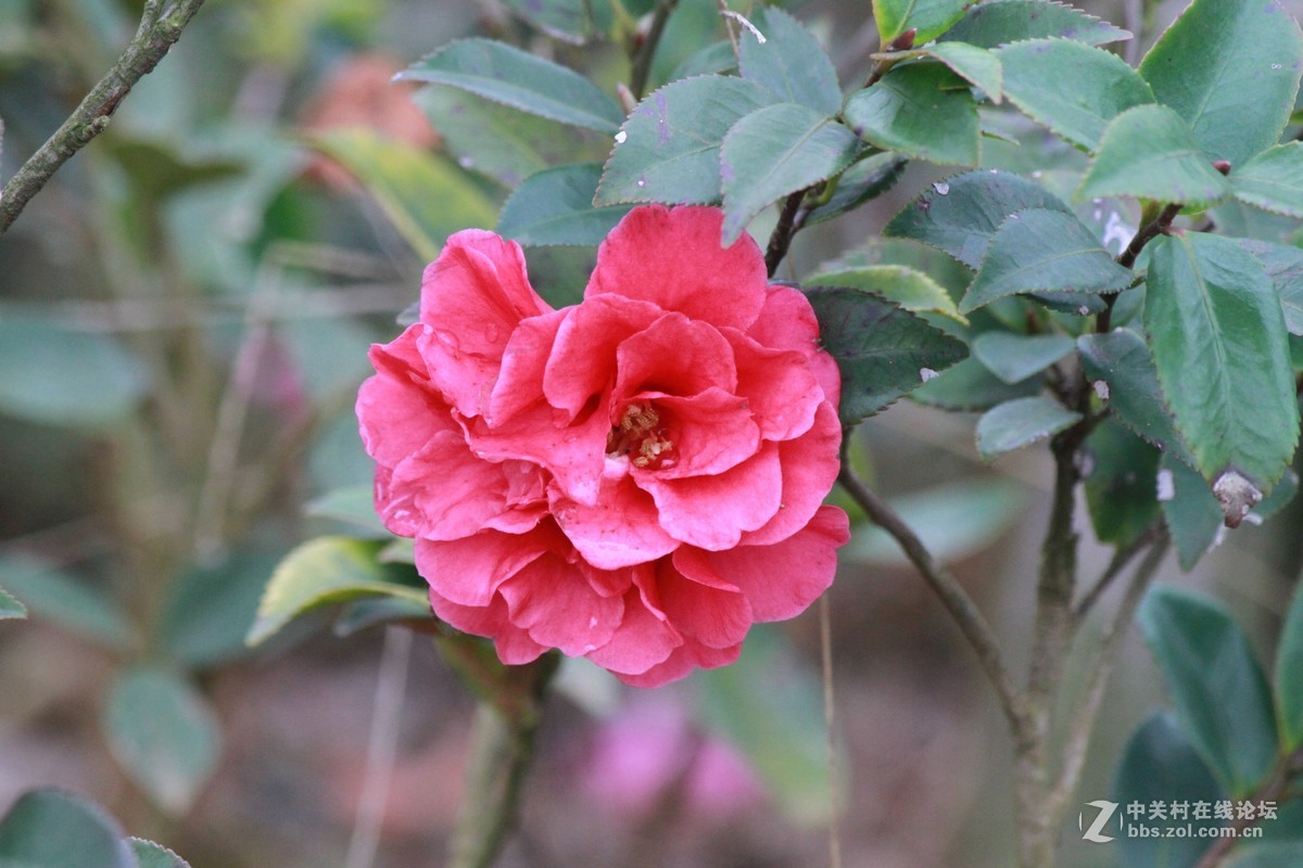 气死小小白的锐度，阴天