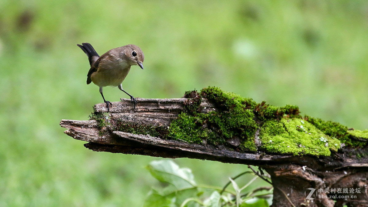 又到拍鸟季-红喉姬鹟MM