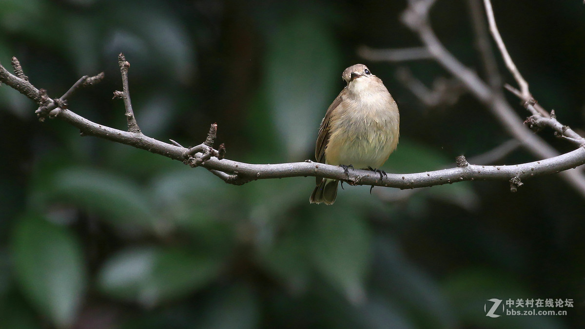 又到拍鸟季-红喉姬鹟MM