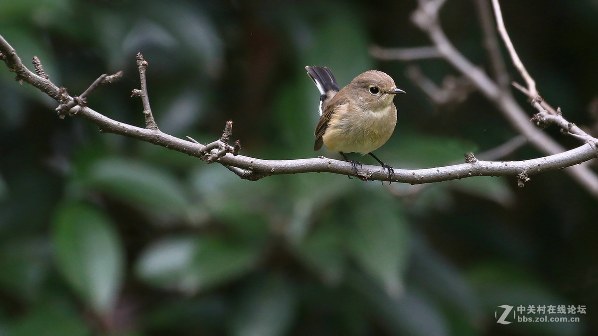 又到拍鸟季-红喉姬鹟MM