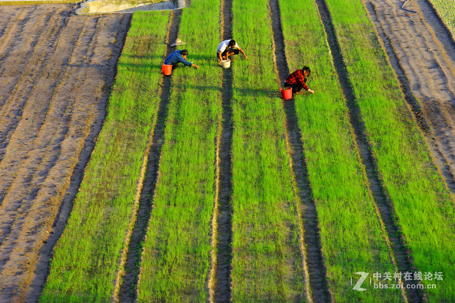 菜坝小品三五张