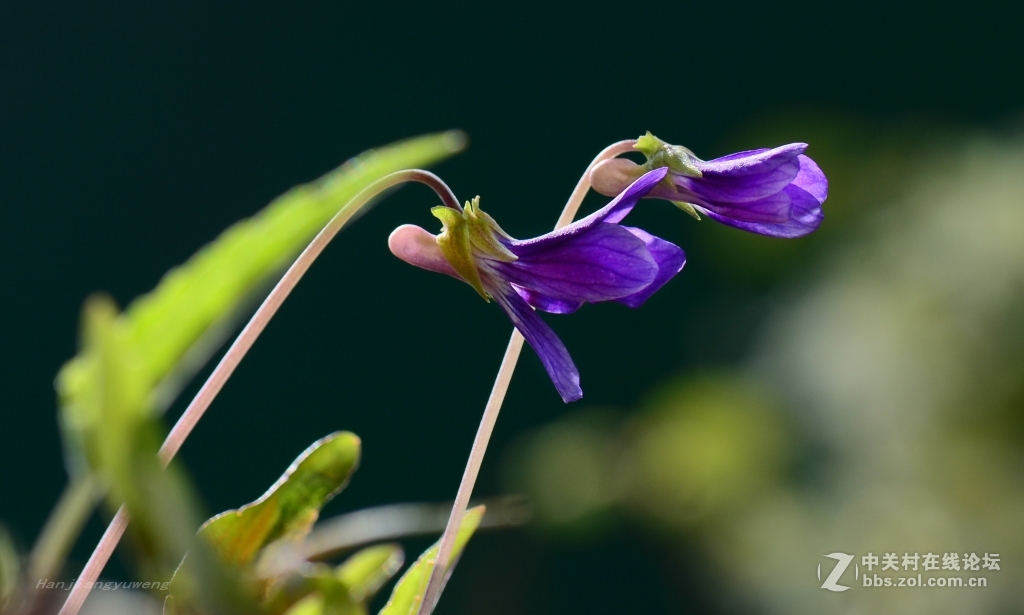 小野花戟叶堇菜