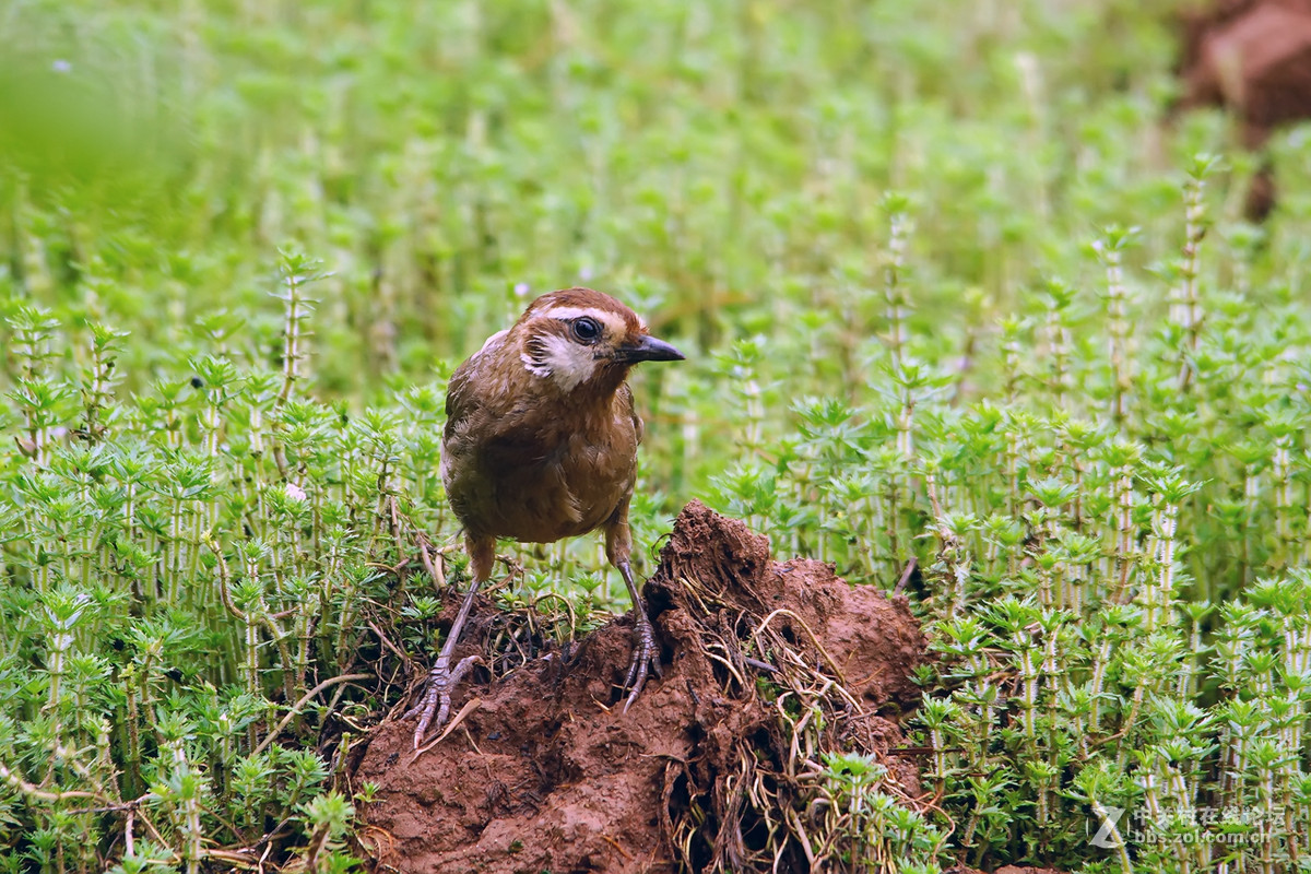 噪鹛（老箱底）