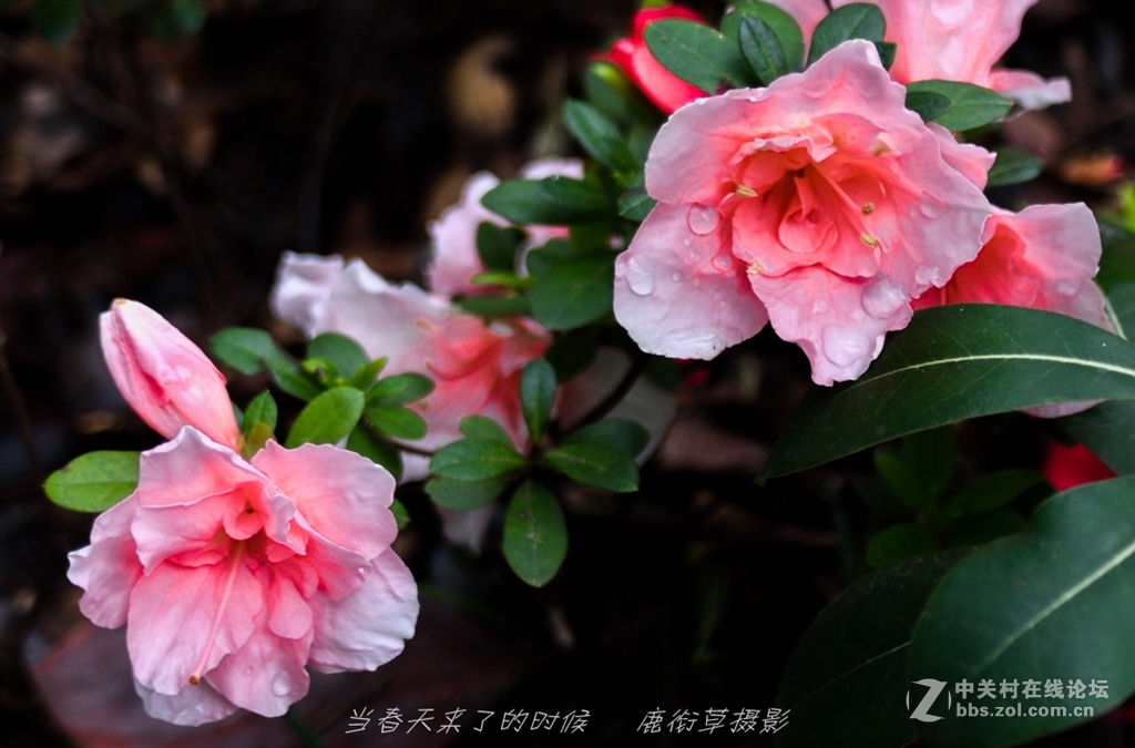 d810组合20mm/2.8