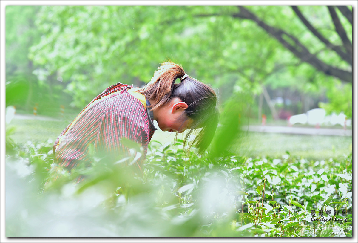 梅家坞——采茶姑娘