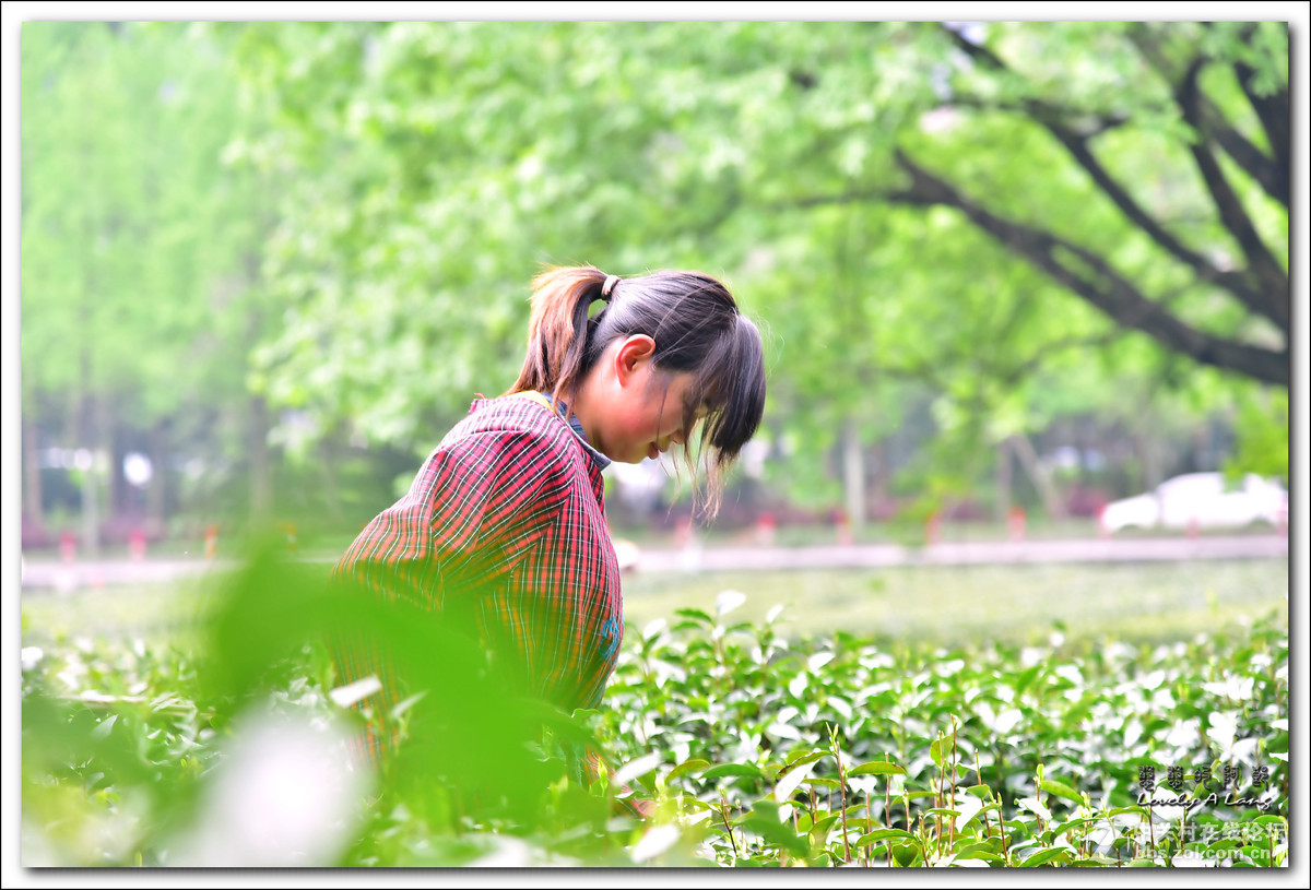 梅家坞——采茶姑娘