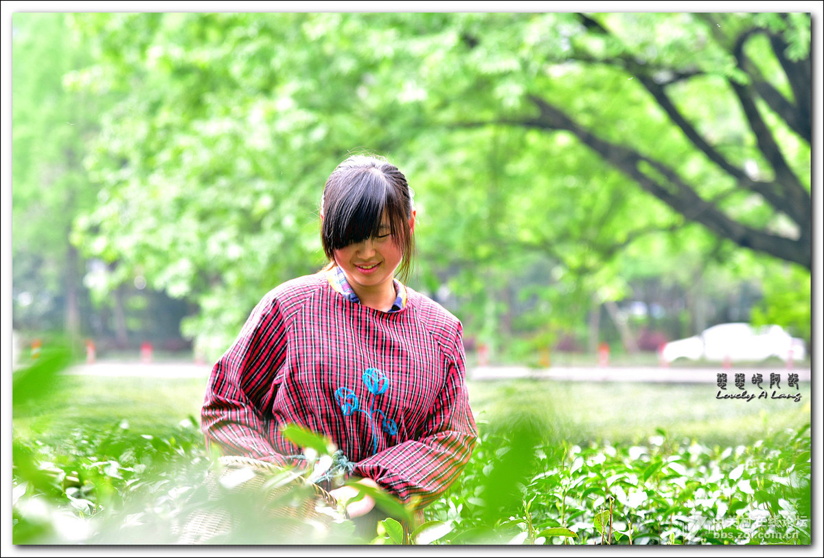 梅家坞——采茶姑娘