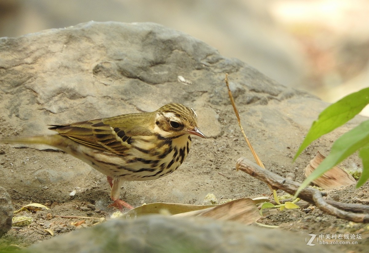 2016 ——树廖鸟