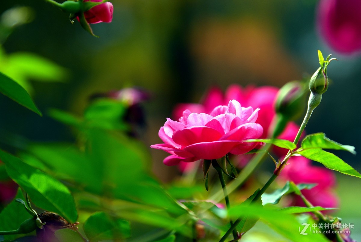 月季花开