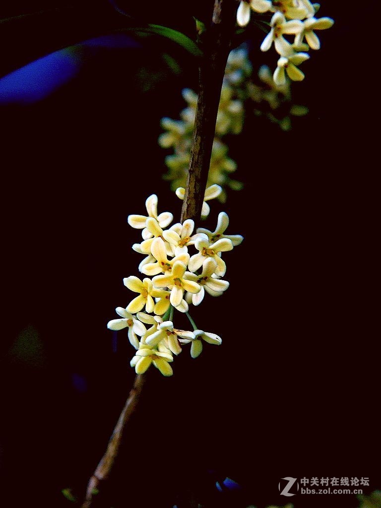 桂花飘香-中关村在线摄影论坛