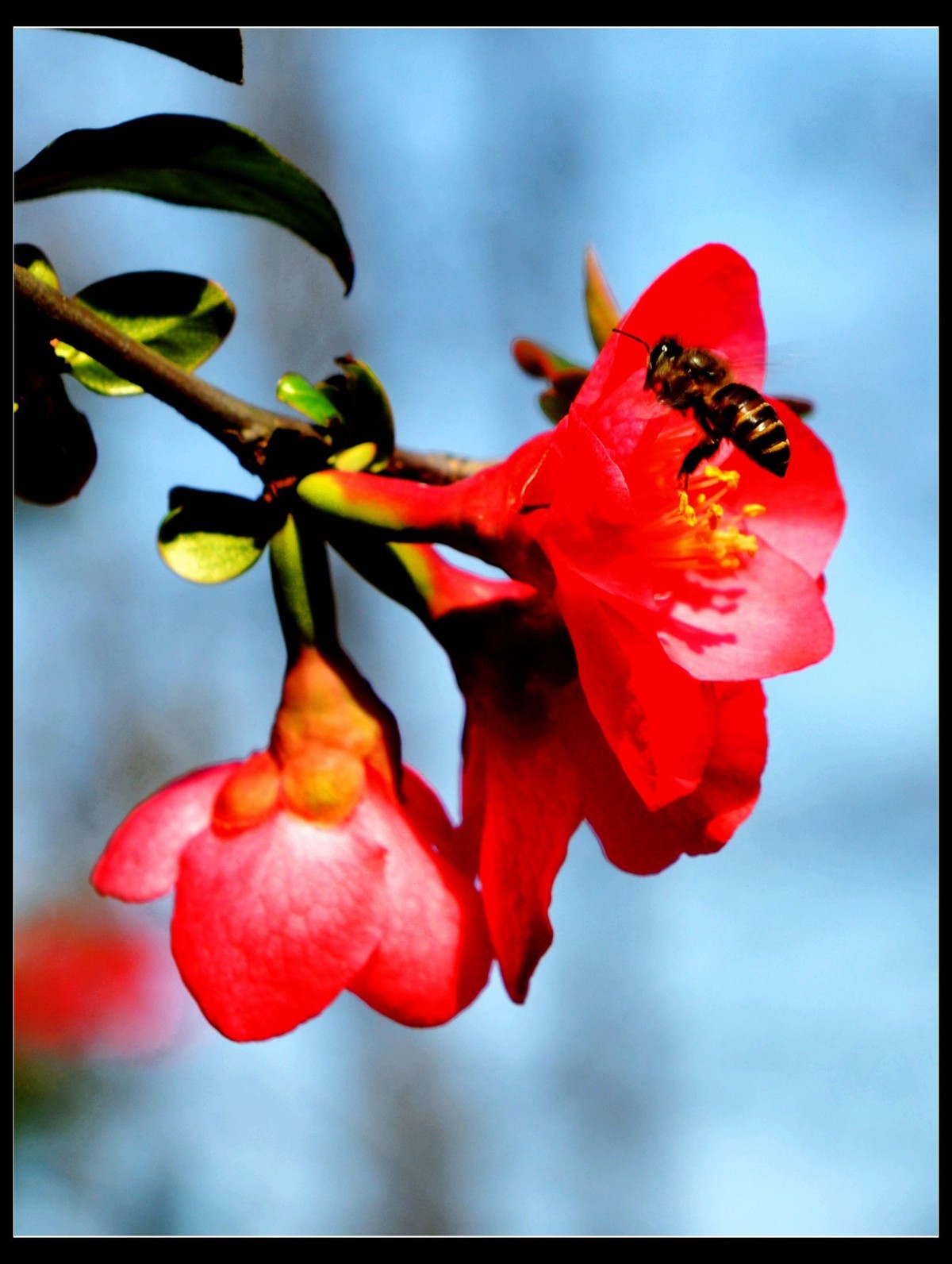 鲜艳木瓜海棠花