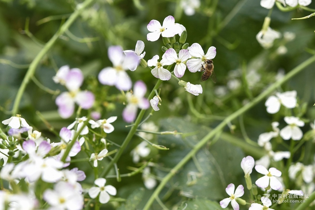 19第一贴祝大家花开富贵