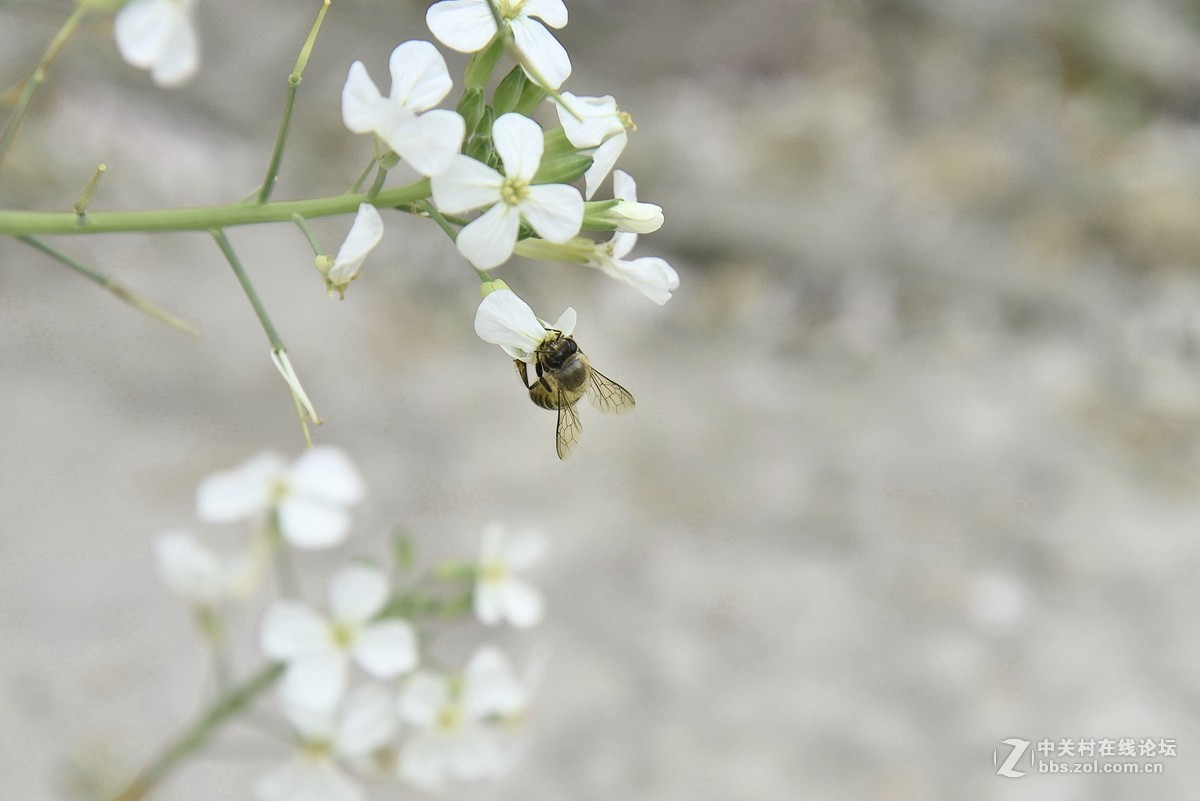 19第一贴祝大家花开富贵