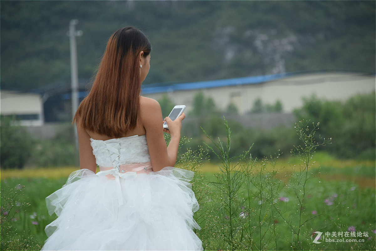 格桑花开