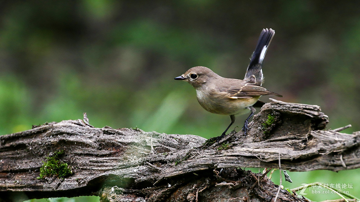 又到拍鸟季-红喉姬鹟MM