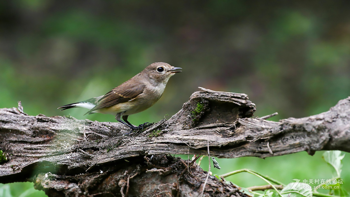 又到拍鸟季-红喉姬鹟MM