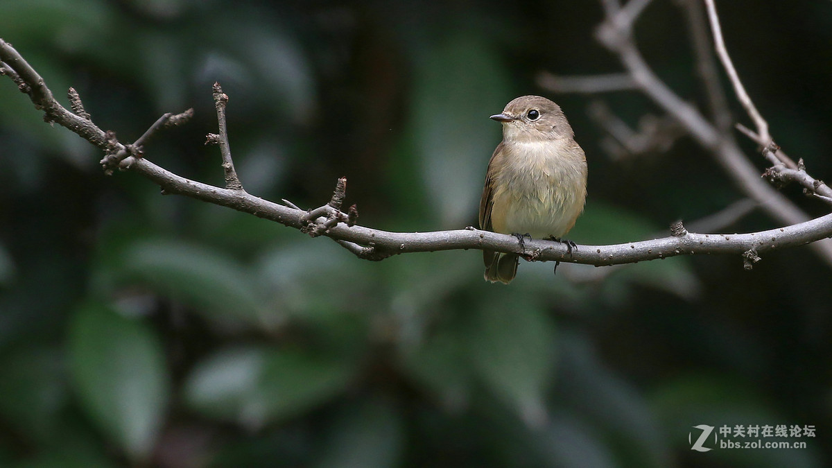 又到拍鸟季-红喉姬鹟MM