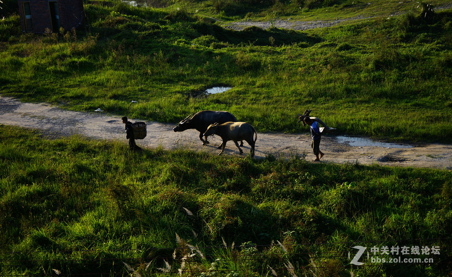 菜坝小品三五张