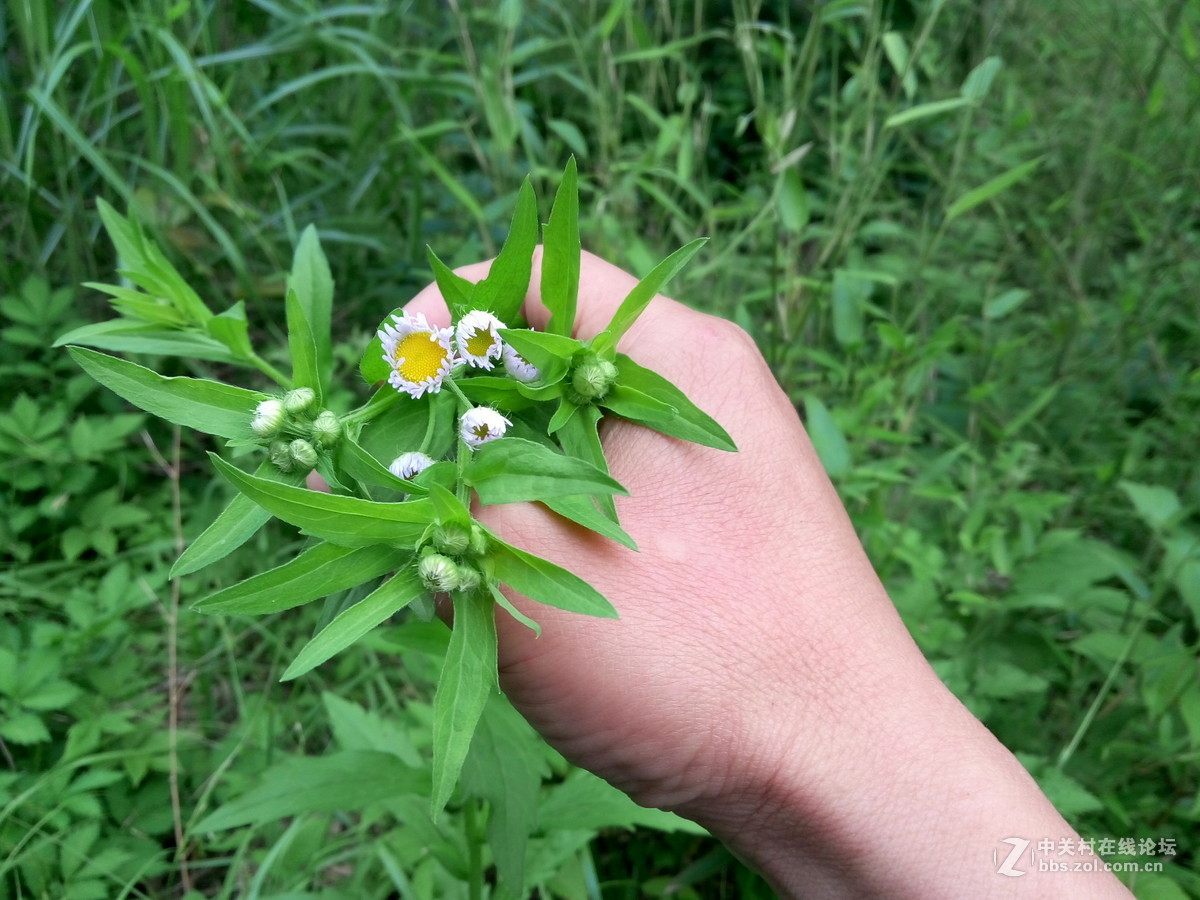 拈花惹草-中关村在线摄影论坛