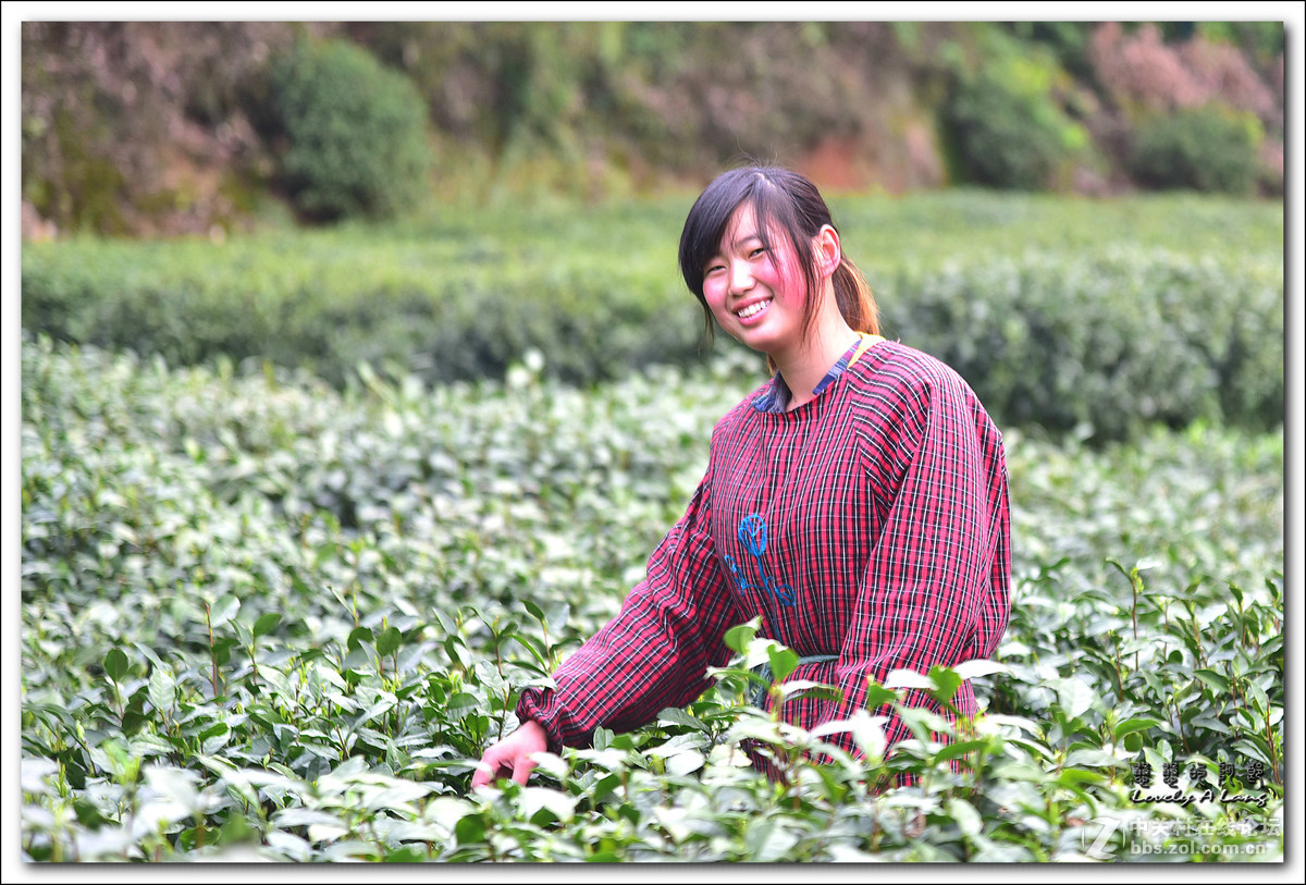 梅家坞——采茶姑娘