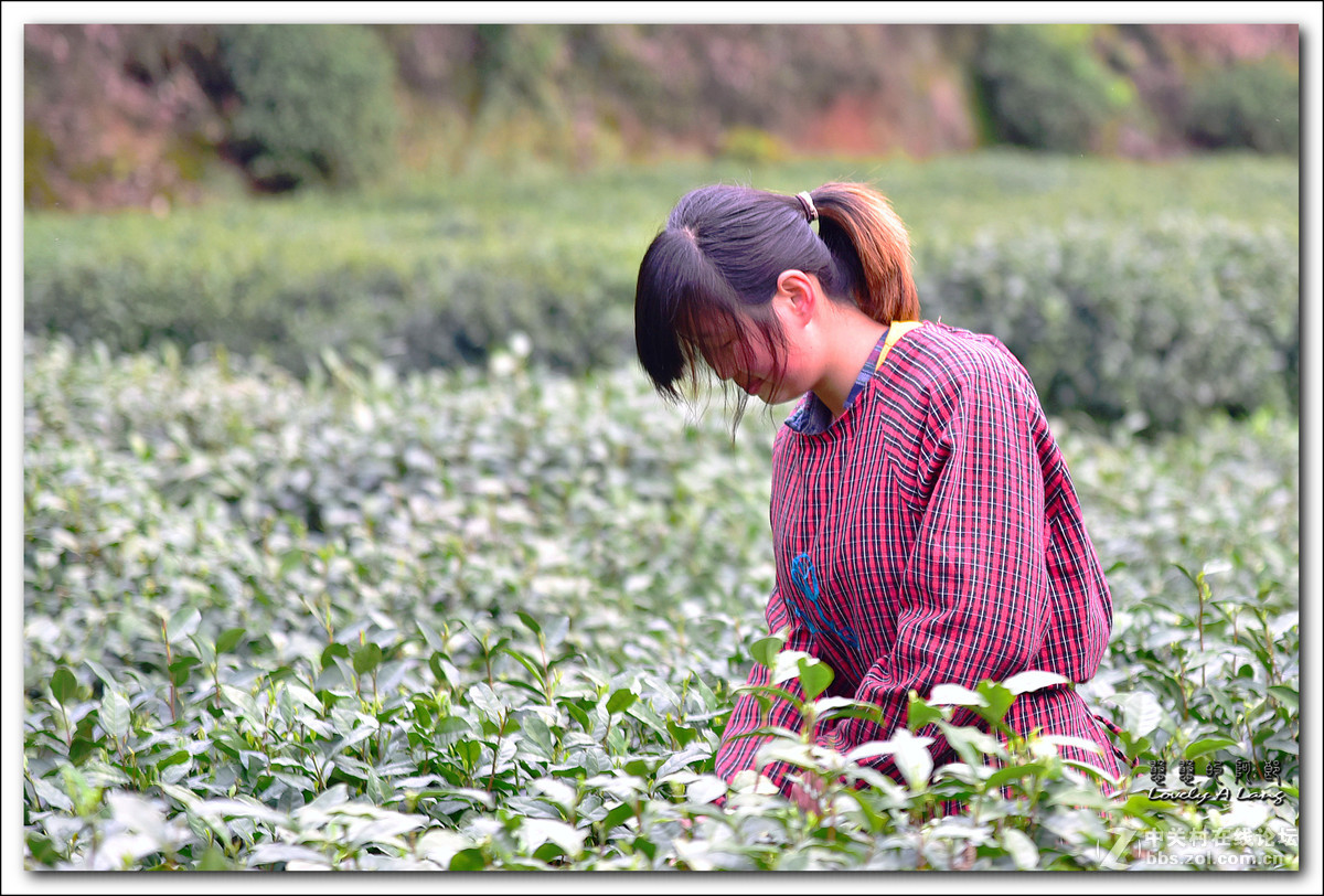 梅家坞——采茶姑娘