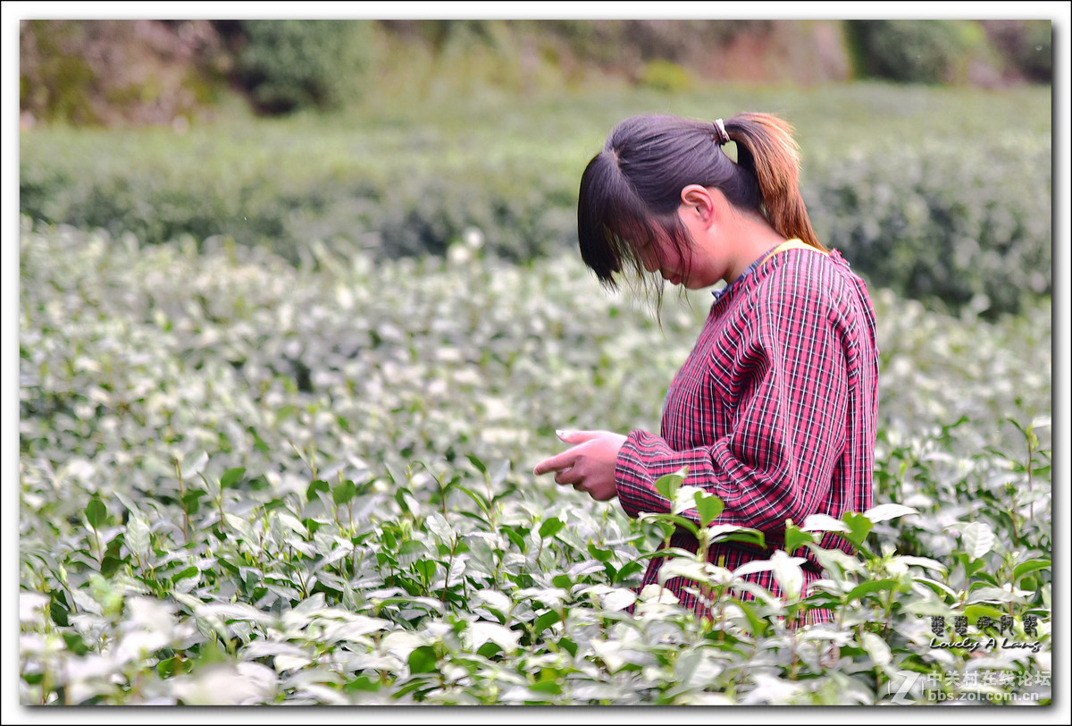 梅家坞——采茶姑娘