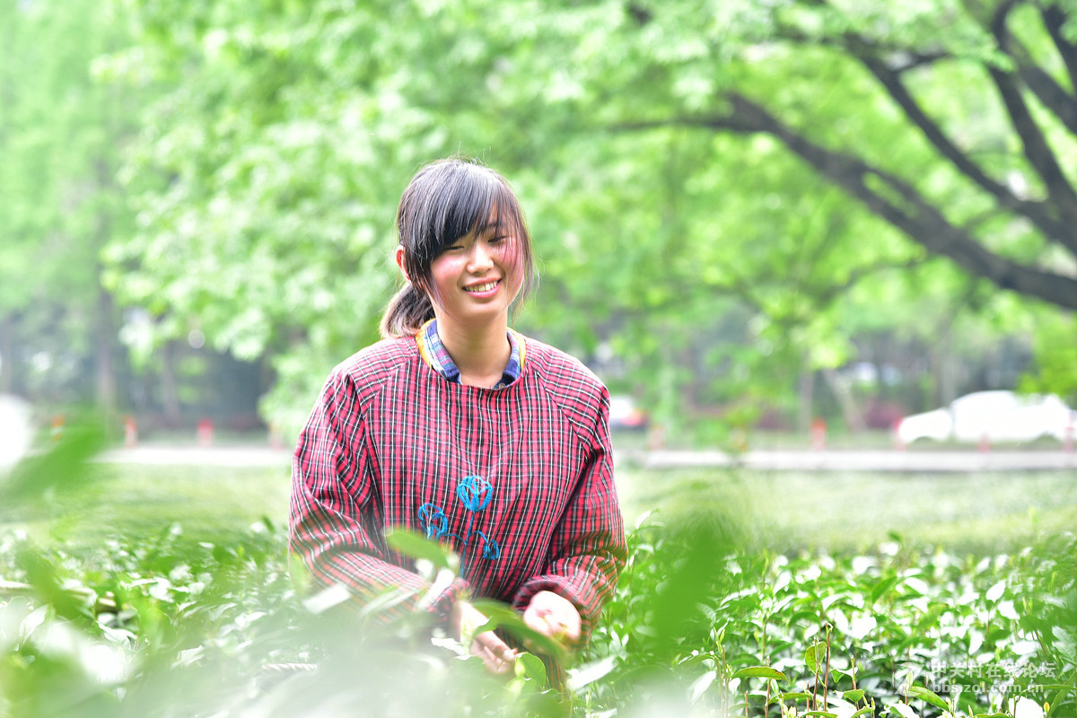 梅家坞——采茶姑娘