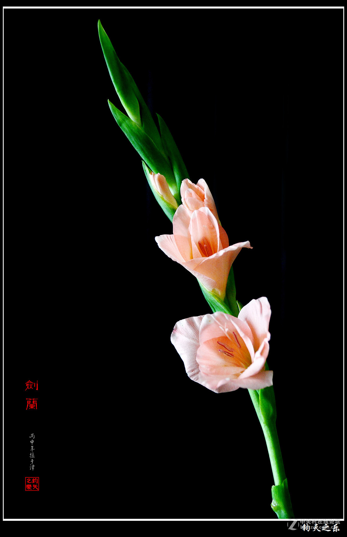 【剑兰】竖版-中关村在线摄影论坛