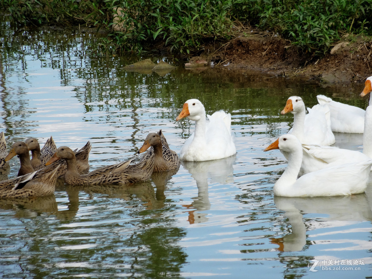 一群鸭和一群鹅