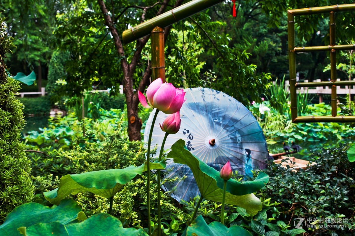 古琦园的荷花