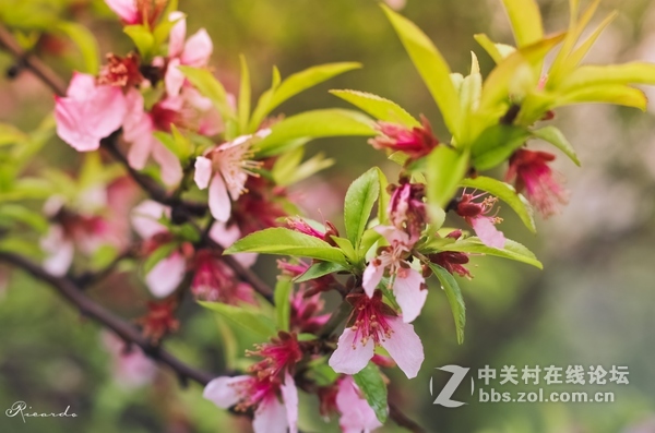 佳能700D与宾得K50应该这样选