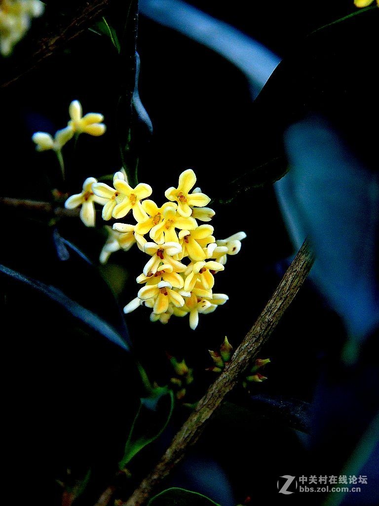 桂花飘香-中关村在线摄影论坛