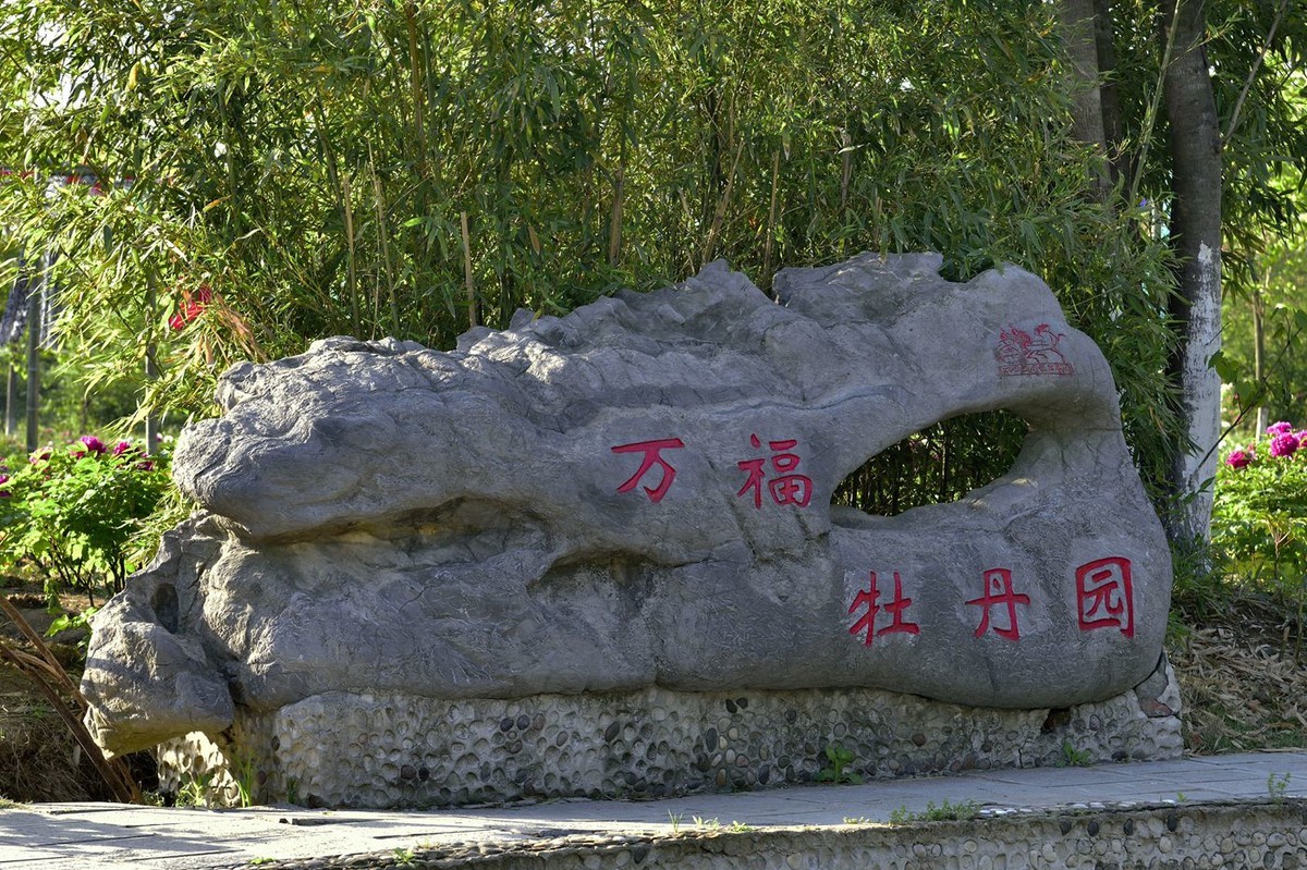合肥牡丹花