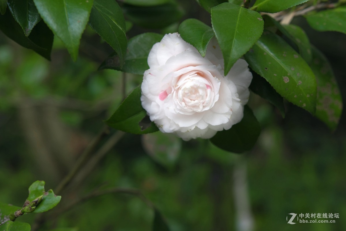 19第一贴祝大家花开富贵
