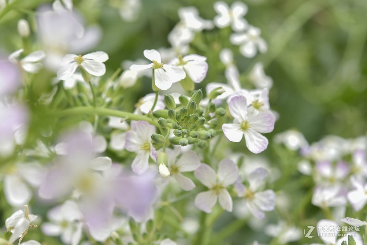 19第一贴祝大家花开富贵