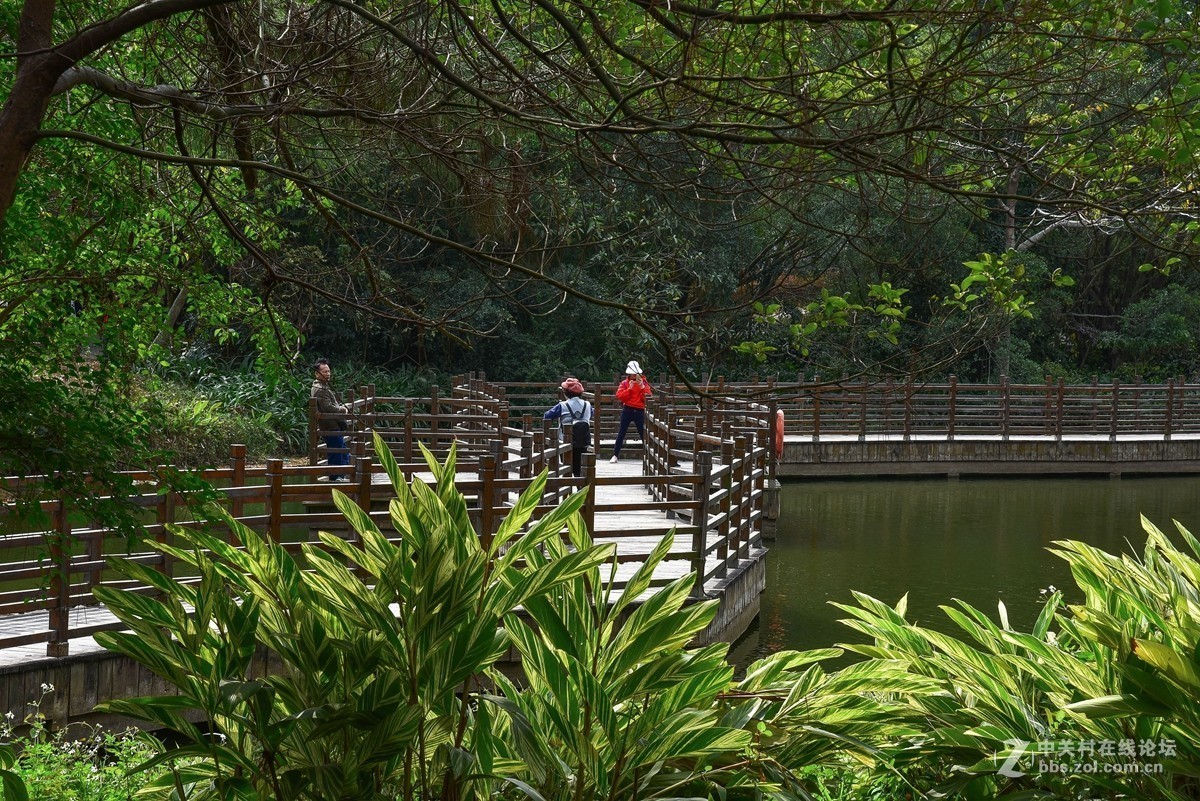 19第一贴祝大家花开富贵
