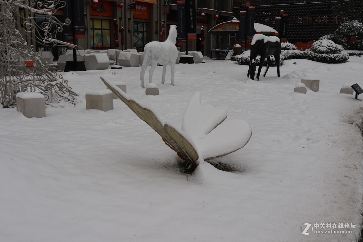2019年第三场雪、猪年第一场雪之街角雪景随拍