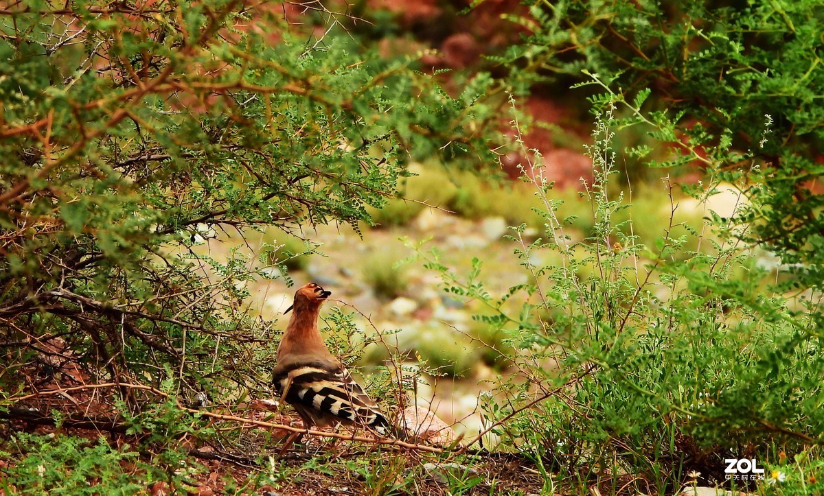 在八宿，打到一只戴胜