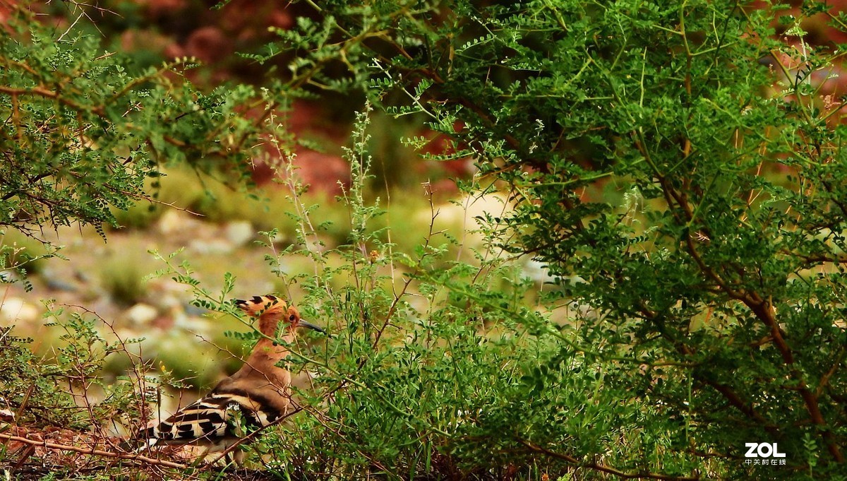 在八宿，打到一只戴胜