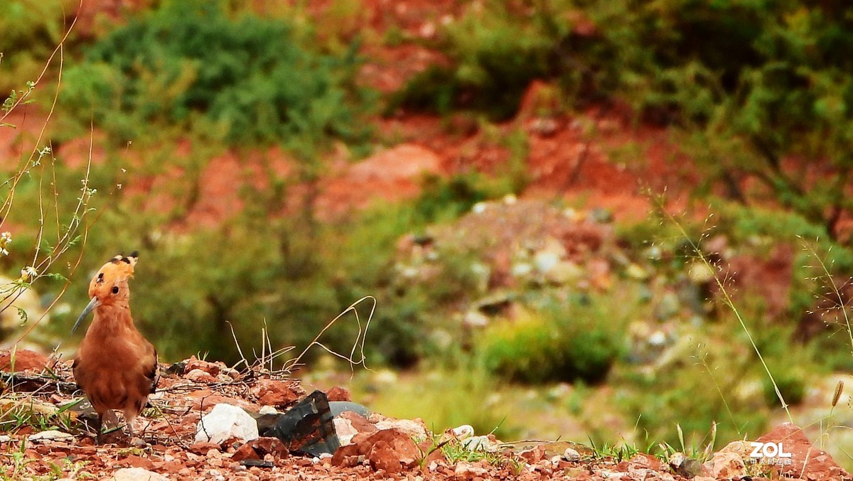 在八宿，打到一只戴胜