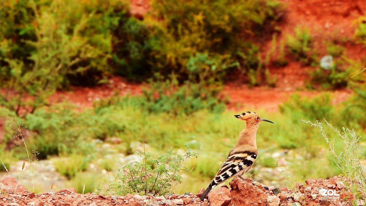 在八宿，打到一只戴胜