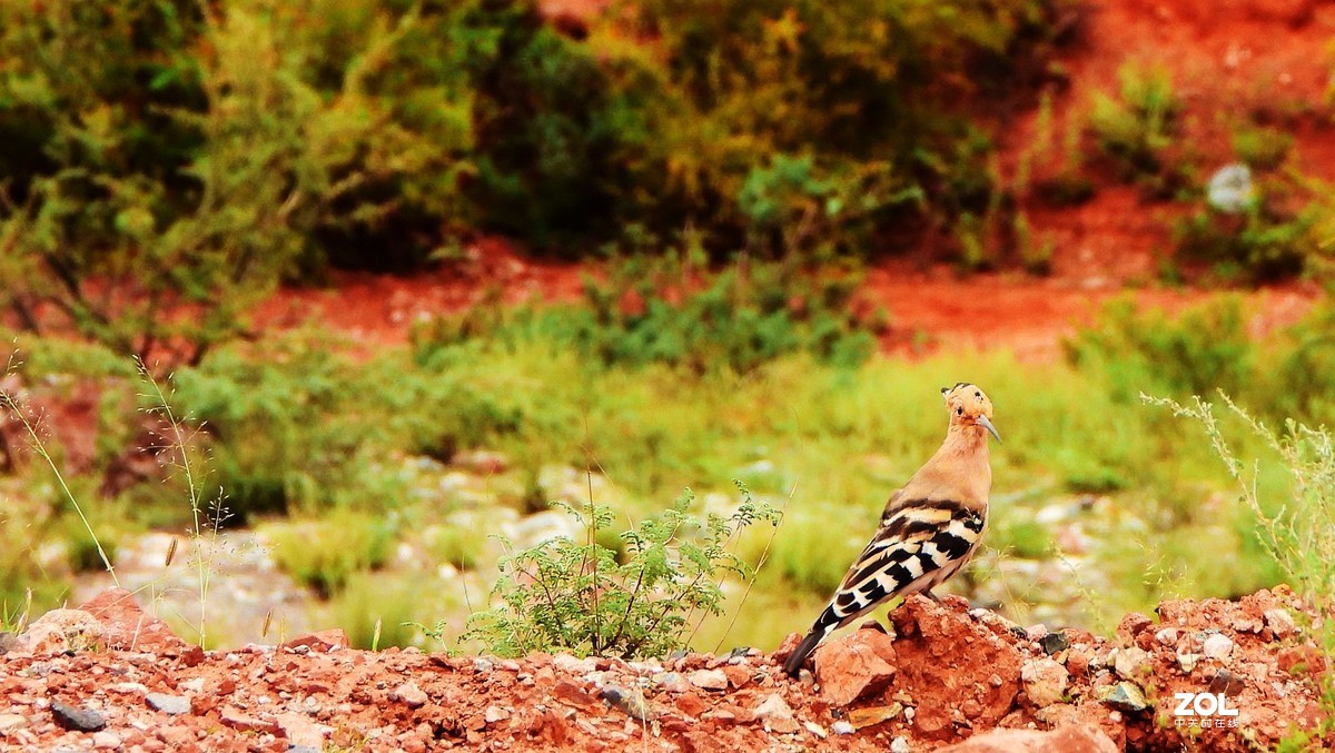 在八宿，打到一只戴胜