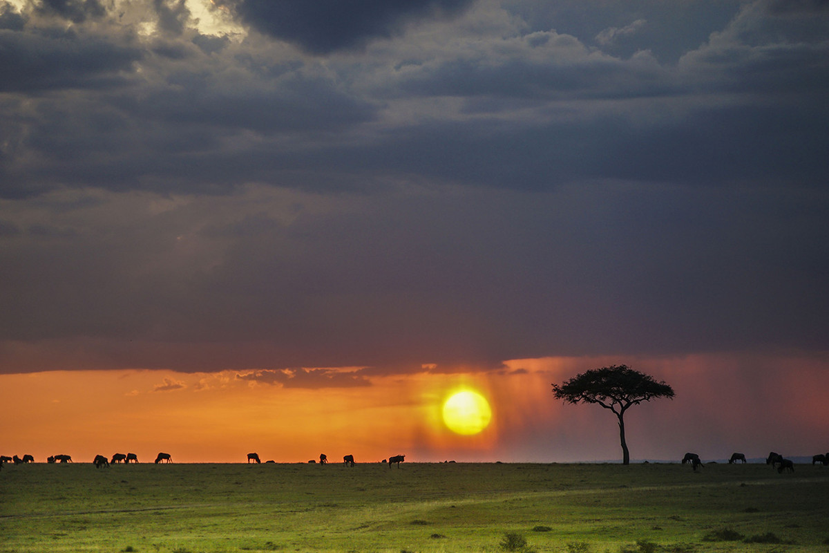肯尼亚马赛马拉草原掠影---交作业