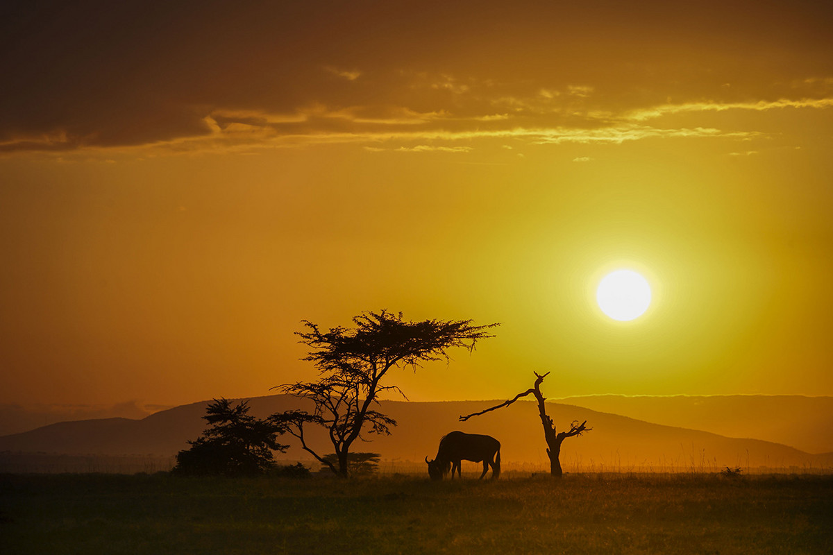 肯尼亚马赛马拉草原掠影---交作业