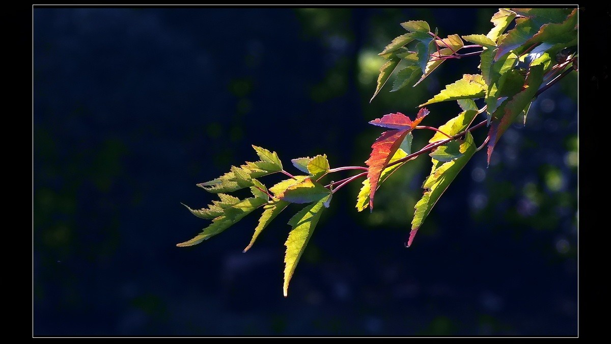 初到广州，带点啥呢？《知秋》。