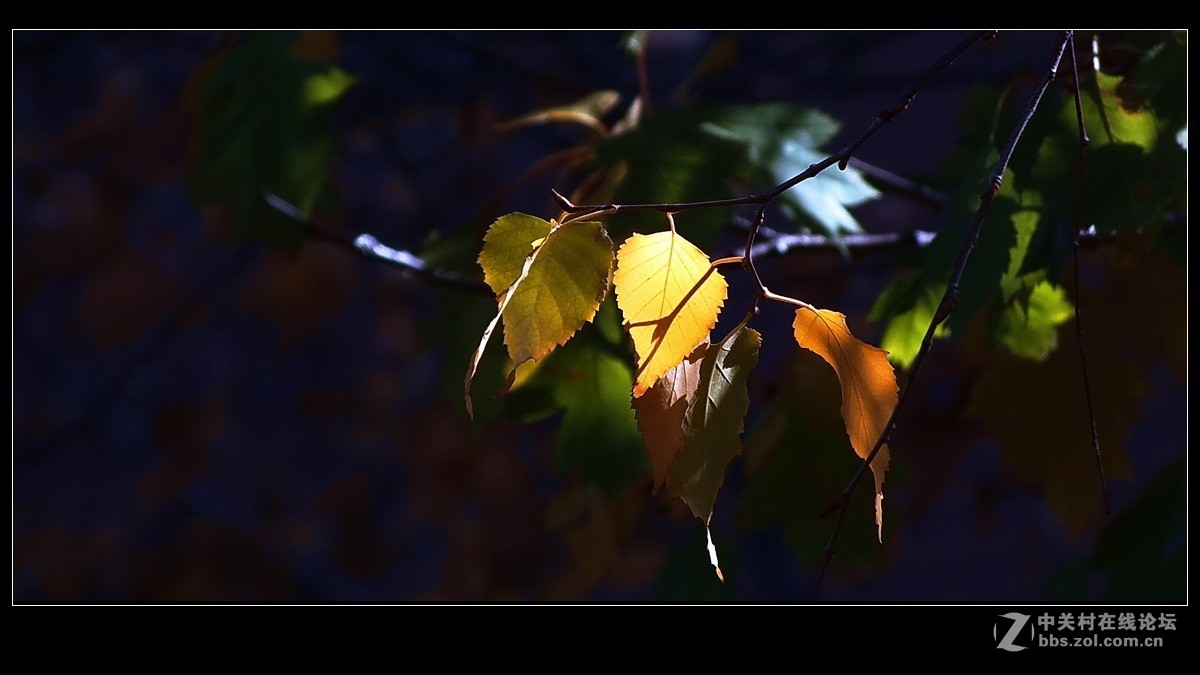 《秋叶一组》祝贺 清风光影I 宏展锦图再履新职！