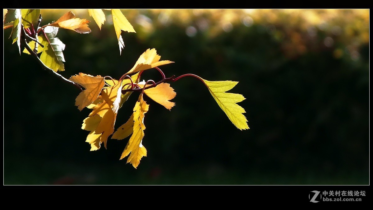《秋叶一组》祝贺 清风光影I 宏展锦图再履新职！
