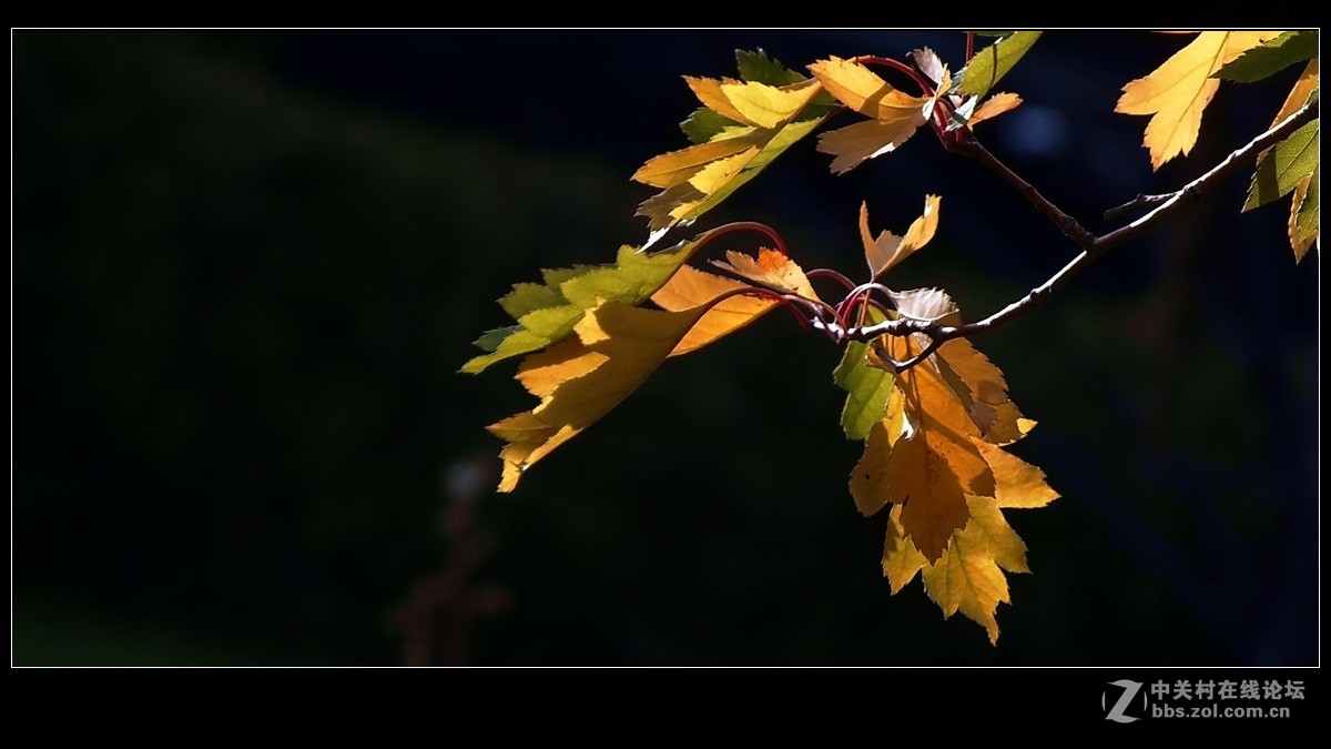 《秋叶一组》祝贺 清风光影I 宏展锦图再履新职！