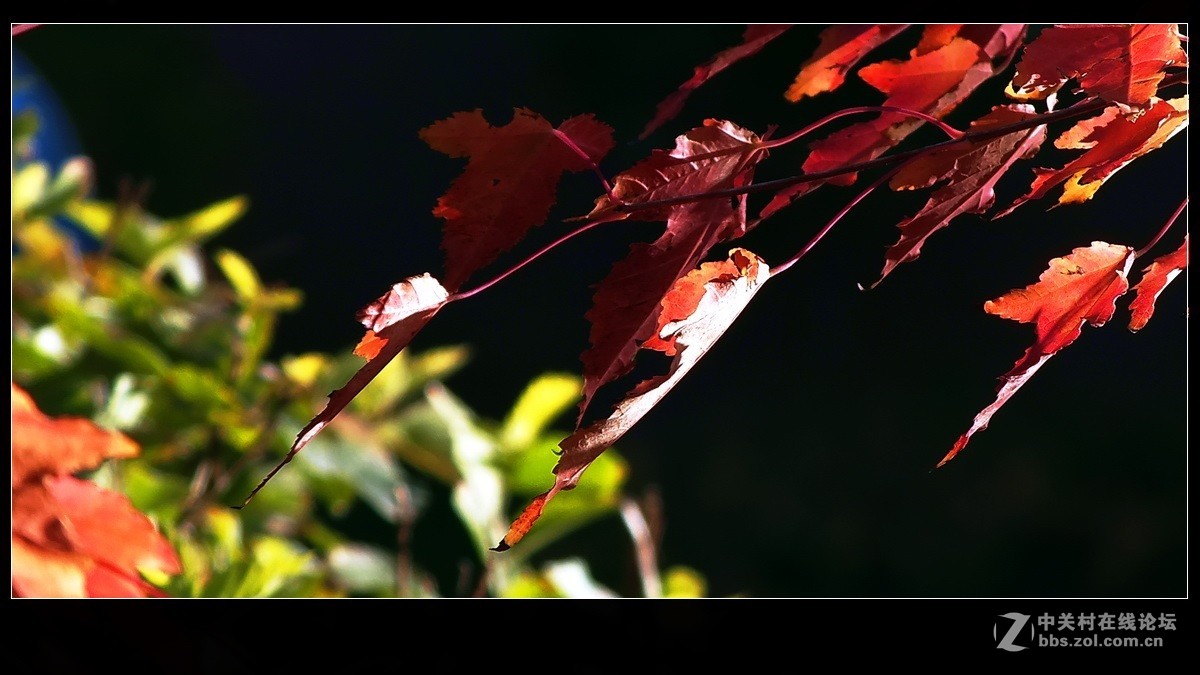《秋叶一组》祝贺 清风光影I 宏展锦图再履新职！