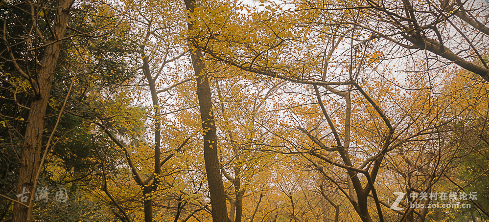 烟花易冷古漪园